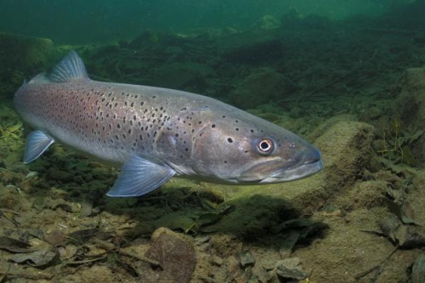 Рибна капітуляція — законопроєкт № 12384 шкодить осетрівництву та форелівництву України