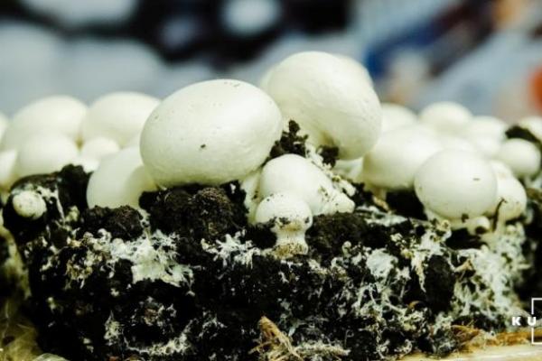 Вирощування грибів: що гальмує українських виробників