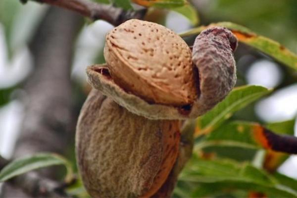 На кордоні перевіряють не горіх, а етикетку — вимоги до маркування продукції для експорту 