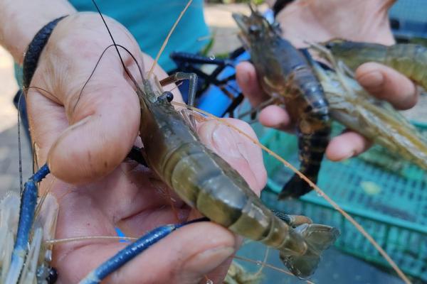 Заробіток на креветках чи на людях — історії підприємців