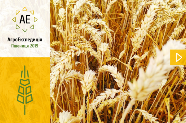 Стан пшениці в Україні в 2019 році — АгроЕкспедиція