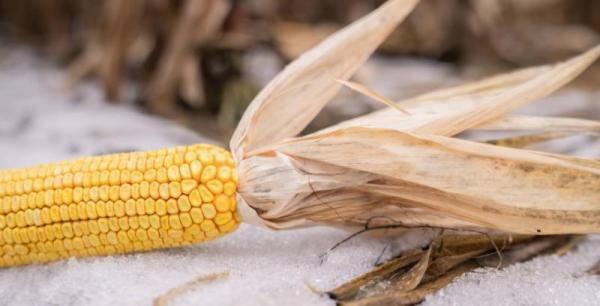 Підсумки сезону 2023 — кукурудза зимує в полі, фермери чекають ціни
