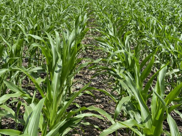 Посіви кукурудзи господарства ФГ «Надія»