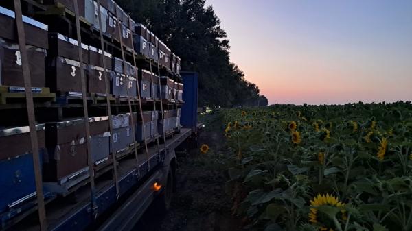 База на 6 000 вуликів — це дохід з меду, сервісу та технологій 