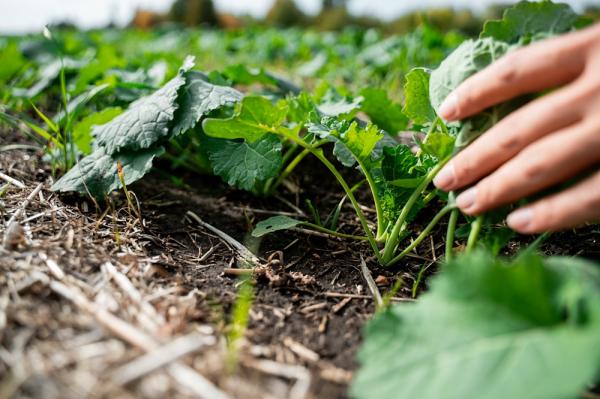 ТОП-10 фермерських господарств Івано-Франківської області