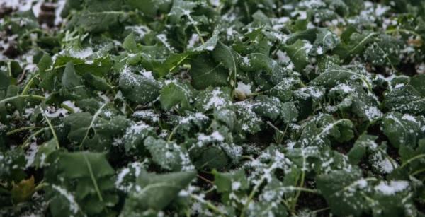 Площі, ціни і погода — що чекає ринок ріпаку в 2026 році