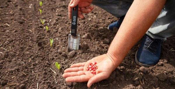 Інтенсивний, пластичний чи компенсаторний — 3 правила вибору сорту чи гібриду