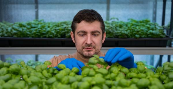 Віктор Шулешко: Ми ростимо зелень, але МінАПК не визнає нас сільгоспвиробниками