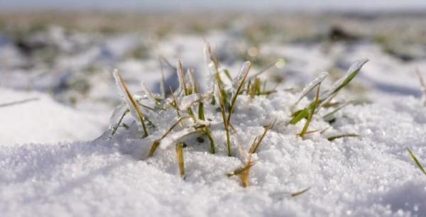 КАС чи селітра — підживлення після морозів і стан озимих в Україні