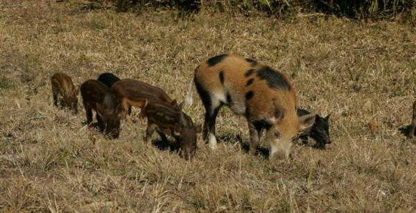 Кабани, зайці, косулі — як захиститись і хто поверне збитки