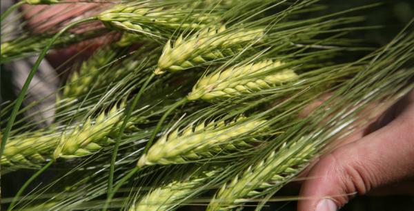 ТОП-10 фермерських господарств Одеської області