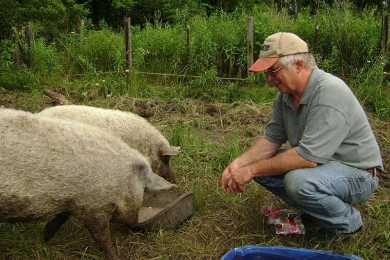 Вільгельм Коль: Мангалиця — свиня зі справжнім мармуровим м’ясом