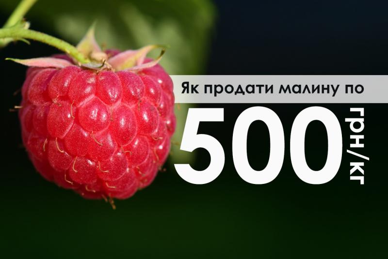 Як продати малину по 500 грн/кг