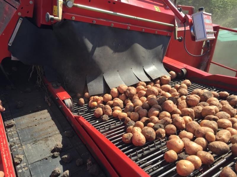 Ринок картоплі України
