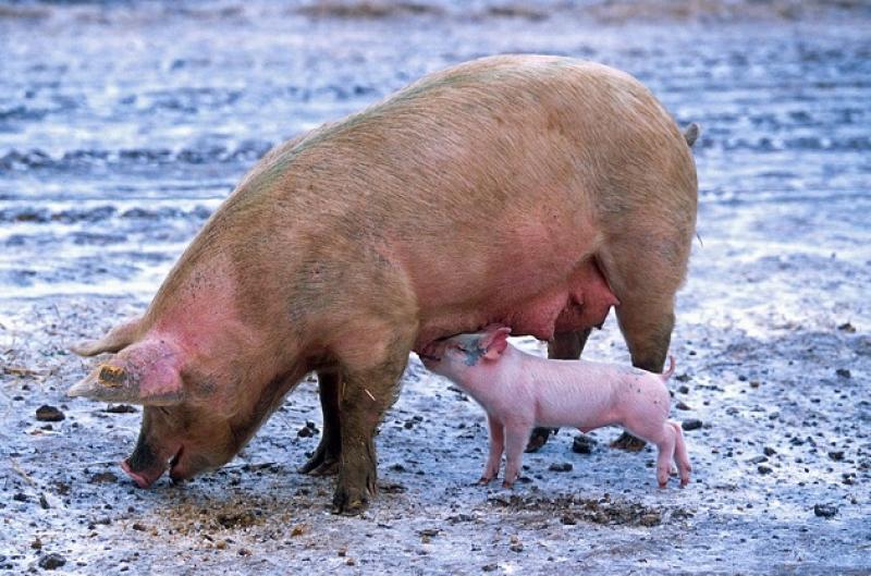Захворіла свиномама: основні хвороби поросних свиноматок