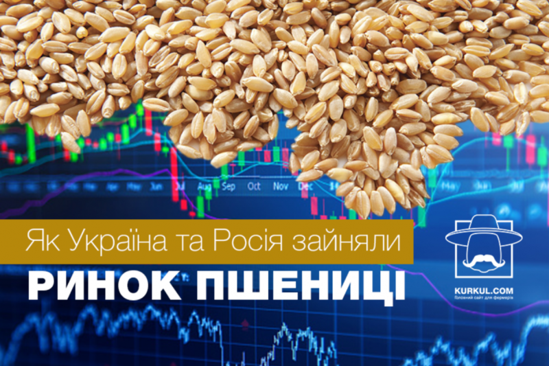 Як Україна та Росія зайняли ринок пшениці