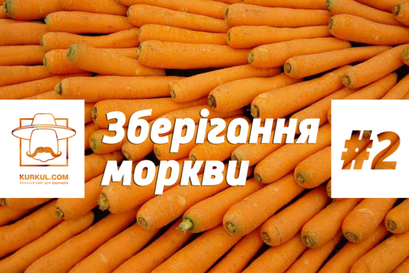 Зберігання моркви від А до Я (частина 2)