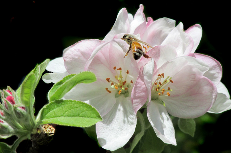 Природні середовища існування, різноманітність бджіл ведуть до кращого виробництва яблук
