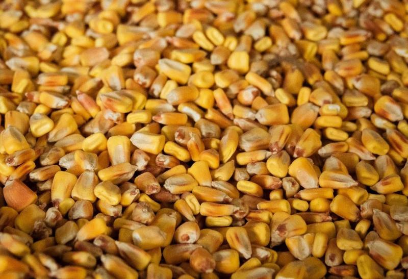 Вартість міжнародного експорту кукурудзи за 2018 р. зросла на 700 $млн