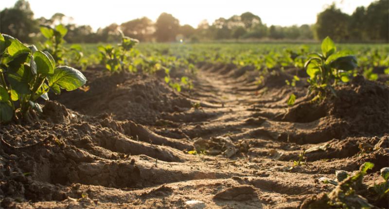 Агрохімічний олінклюзив від SAT-LAB: досліджуємо ґрунт