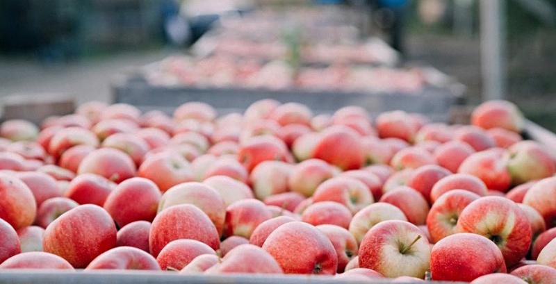 Інна Семерог: Вирощувати фрукти — це романтика