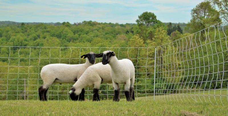 Огородження пасовища - як організувати випас худоби