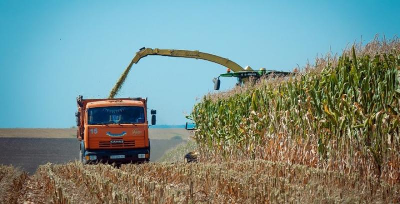 Як вибрати силосний гібрид кукурудзи та гербіцидний захист — приклад ФГ «Тетяна 2011»