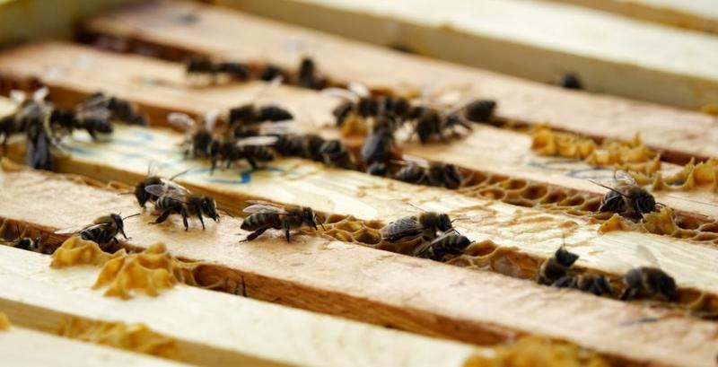 Вакцина для бджіл, або штучний імунітет від вароатозу