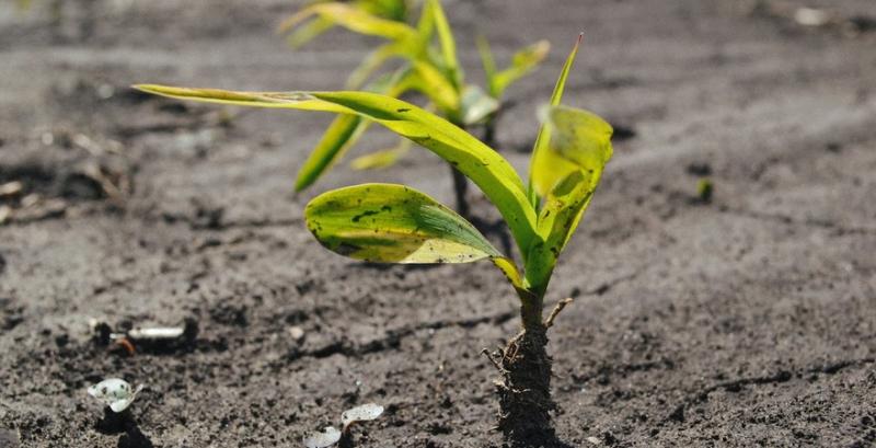 Продуктивна волога в ґрунті: визначення запасів і поради щодо збереження