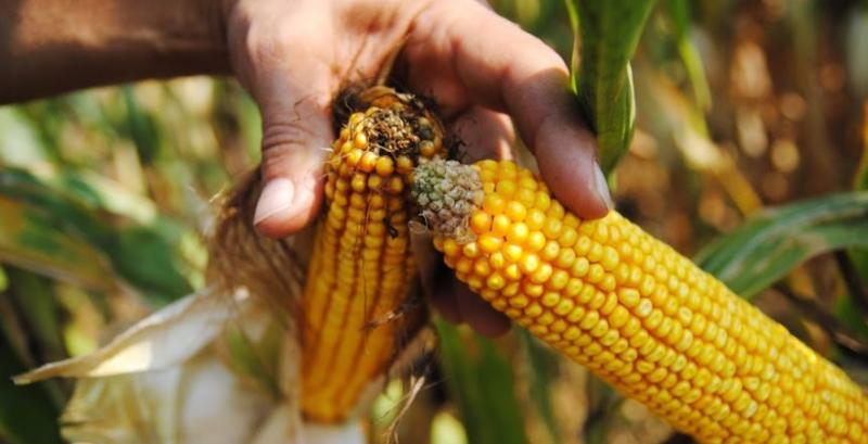 Три ризики монокультури кукурудзи
