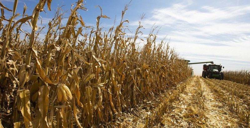 Автоматні черги в кукурудзі на Черкащині — боротьба за врожай загострюється 
