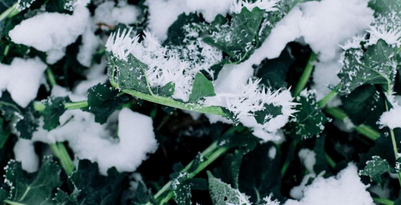 Морози та рекордні снігопади: Як вони вплинуть на озимі та весняну посівну