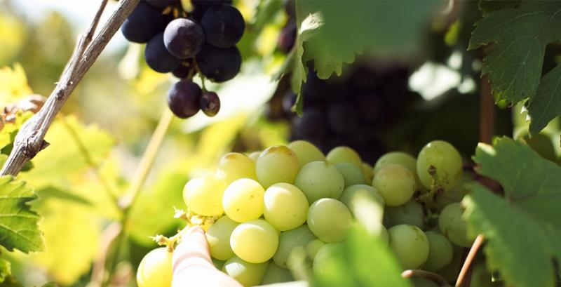 Виноград у теплиці: фізіологічні порушення та їх лікування