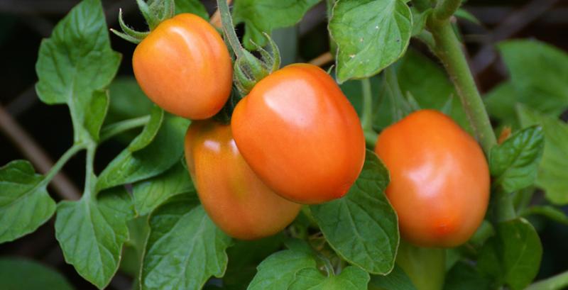 Захист томатів і капусти відкритого та закритого ґрунту