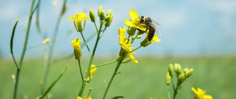 Захист рослин і бджоли