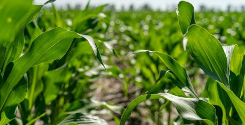 Сергій Кравчук: Прибутковість кукурудзи можна збільшити в десятки разів