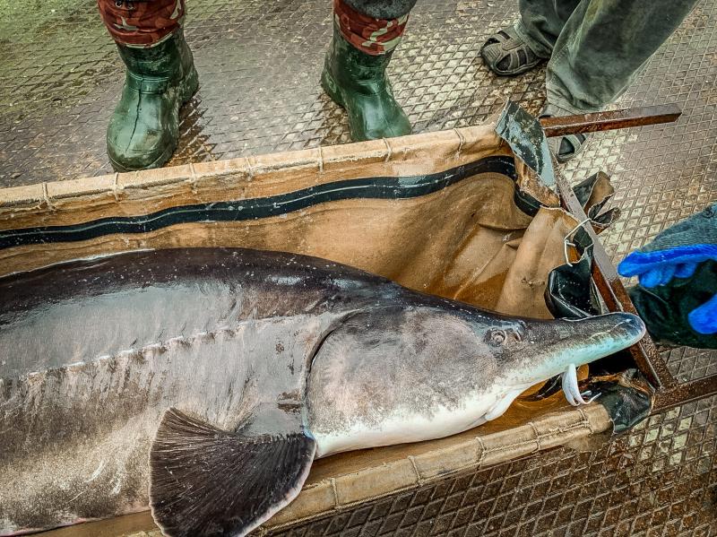 Осетри з «Азовсталі» — як рибне господарство воює за виживання на Вінниччині