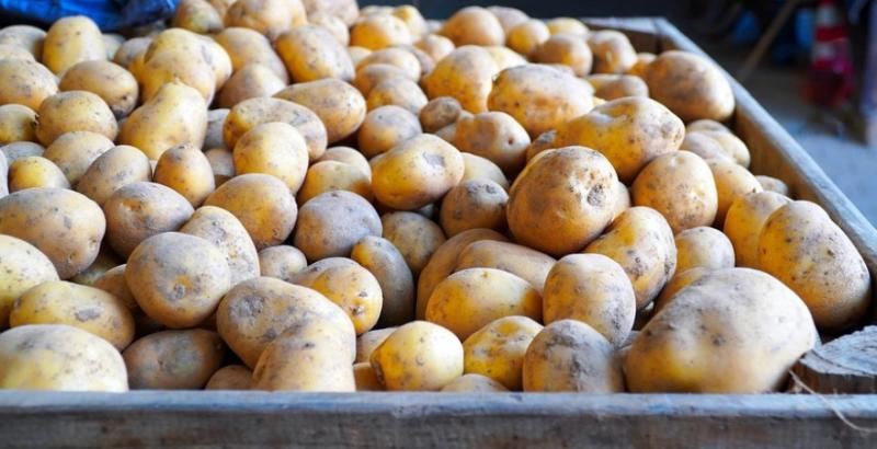 Сезон картоплі 2023 — проблеми продажу, ціни та вибору сортів