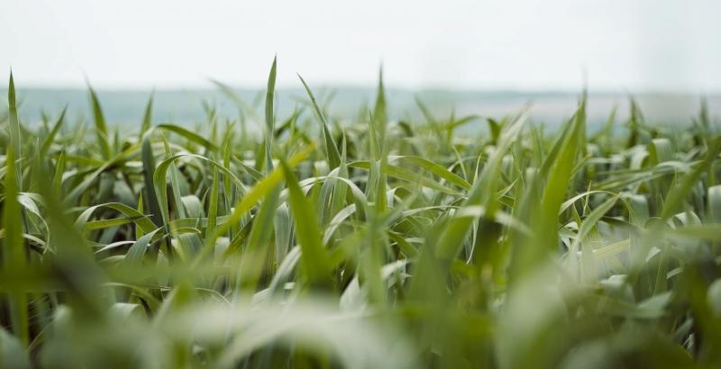 Пшениця: приморозки та ранні жнива — яких цін та урожаю слід очікувати