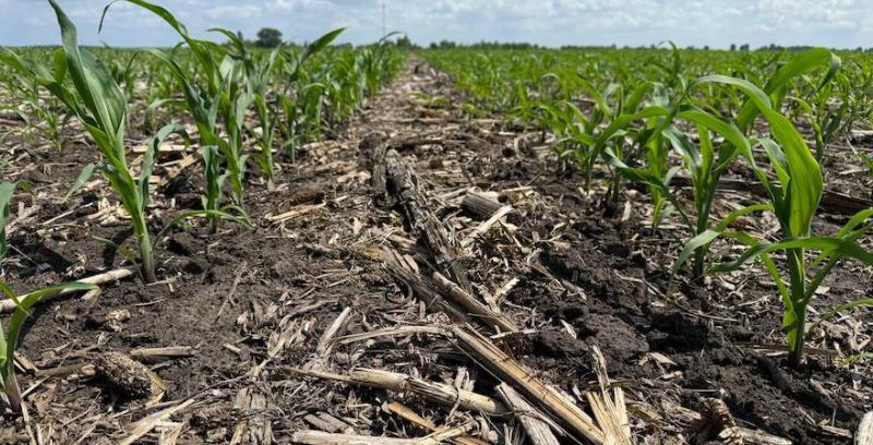Антикризова економія: Кукурудза на ноутілі — особливості профілактичних обробок