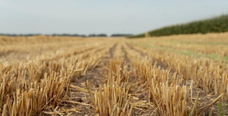 Хроніка нашестя — як боролись з сараною фермери й держава