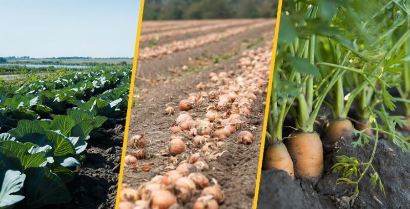 Вирощування овочів борщового набору — огляд матеріалів від Kurkul