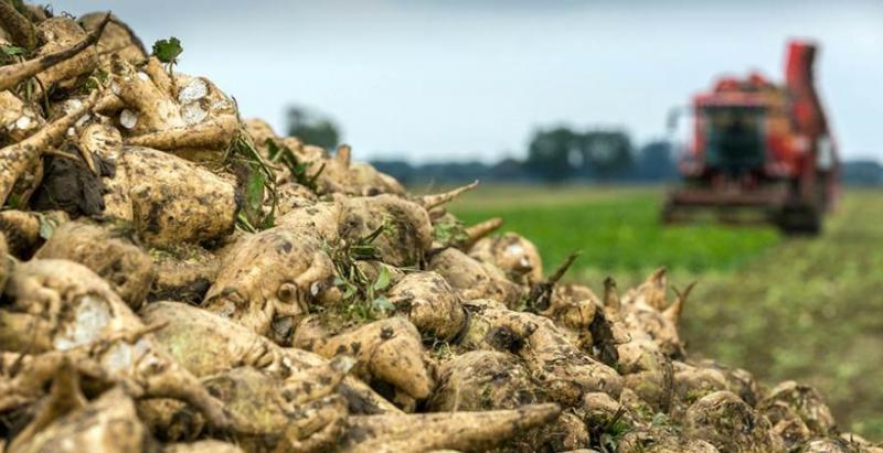 Збір буряку стартує в серпні — досвід Північної Дакоти для українських фермерів