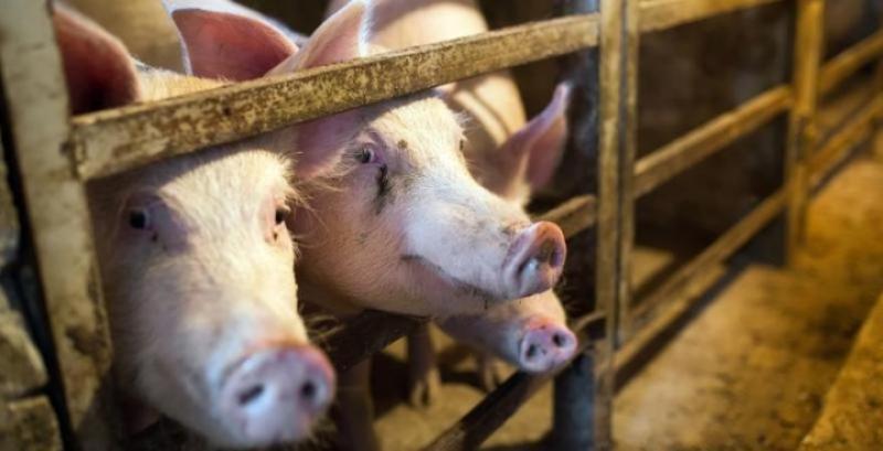 З 1 січня 2026 року українське тваринництво зміниться безповоротно