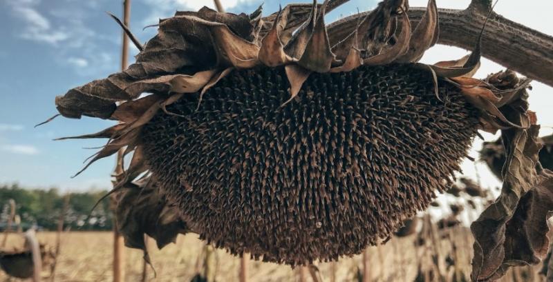 Які гібриди соняшнику витримали екстремальний сезон-2025