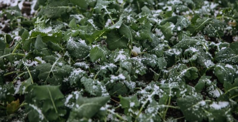 Площі, ціни і погода — що чекає ринок ріпаку в 2026 році