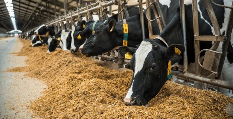 ТОП-10 найбільших фермерських господарств Кіровоградської області