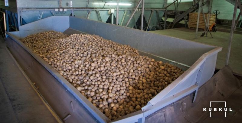 Виробництво картоплі в 2026: мало виростити — проблема зберегти і продати