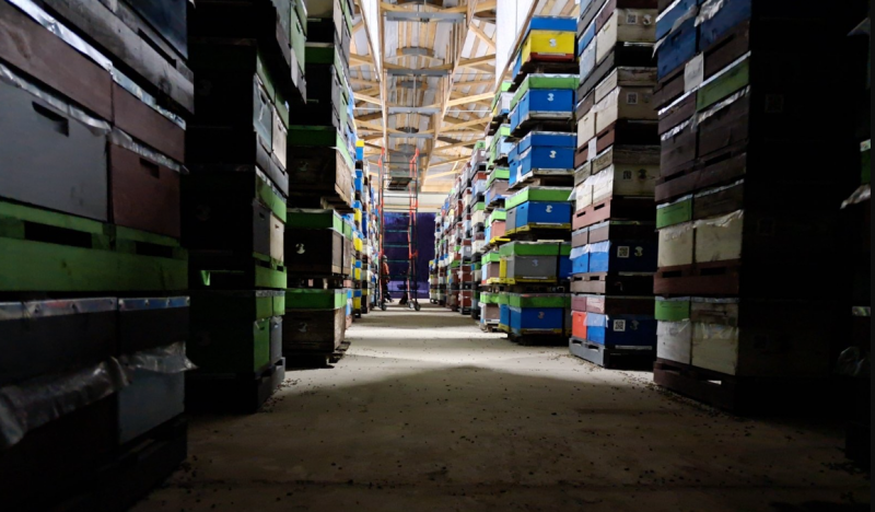 Бджолярі відвикли від суворої зими — прогноз на сезон-2026