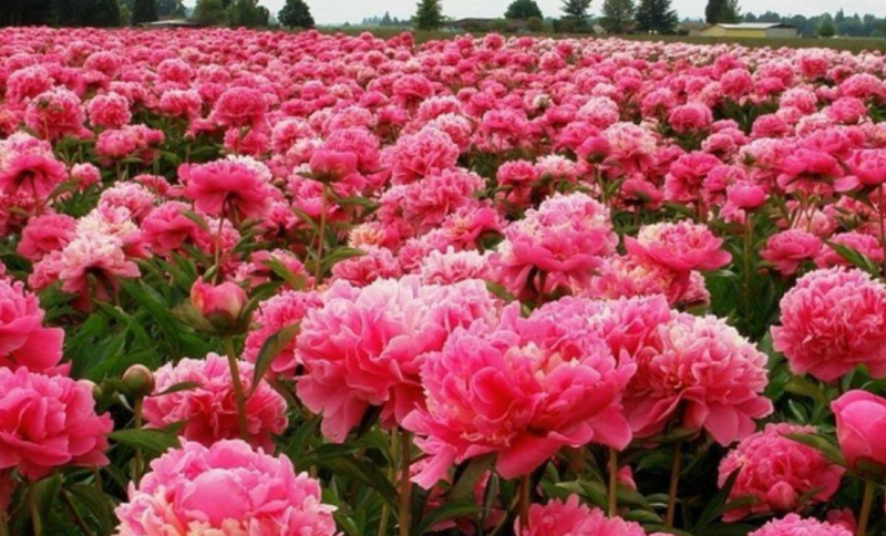 Промислове вирощування півонії дає до 300% рентабельності